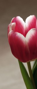 Auk. Samtalsterapeut, Samtalsterapi